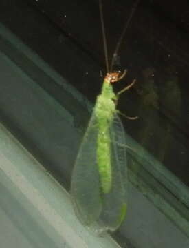 Image of Goldeneyed Lacewing