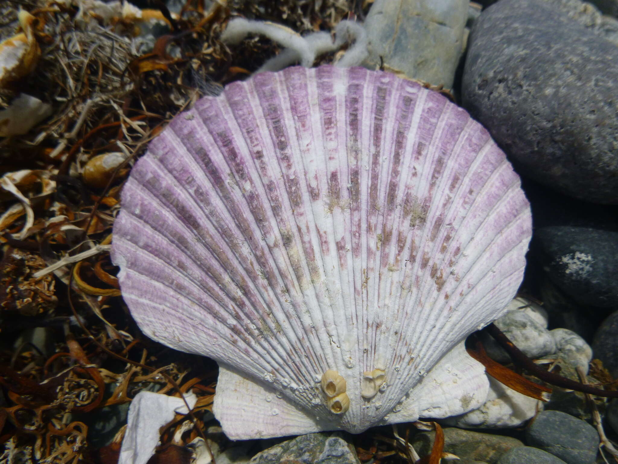 Слика од Argopecten purpuratus (Lamarck 1819)