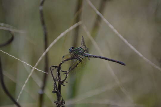 Imagem de Erpetogomphus viperinus Selys 1868