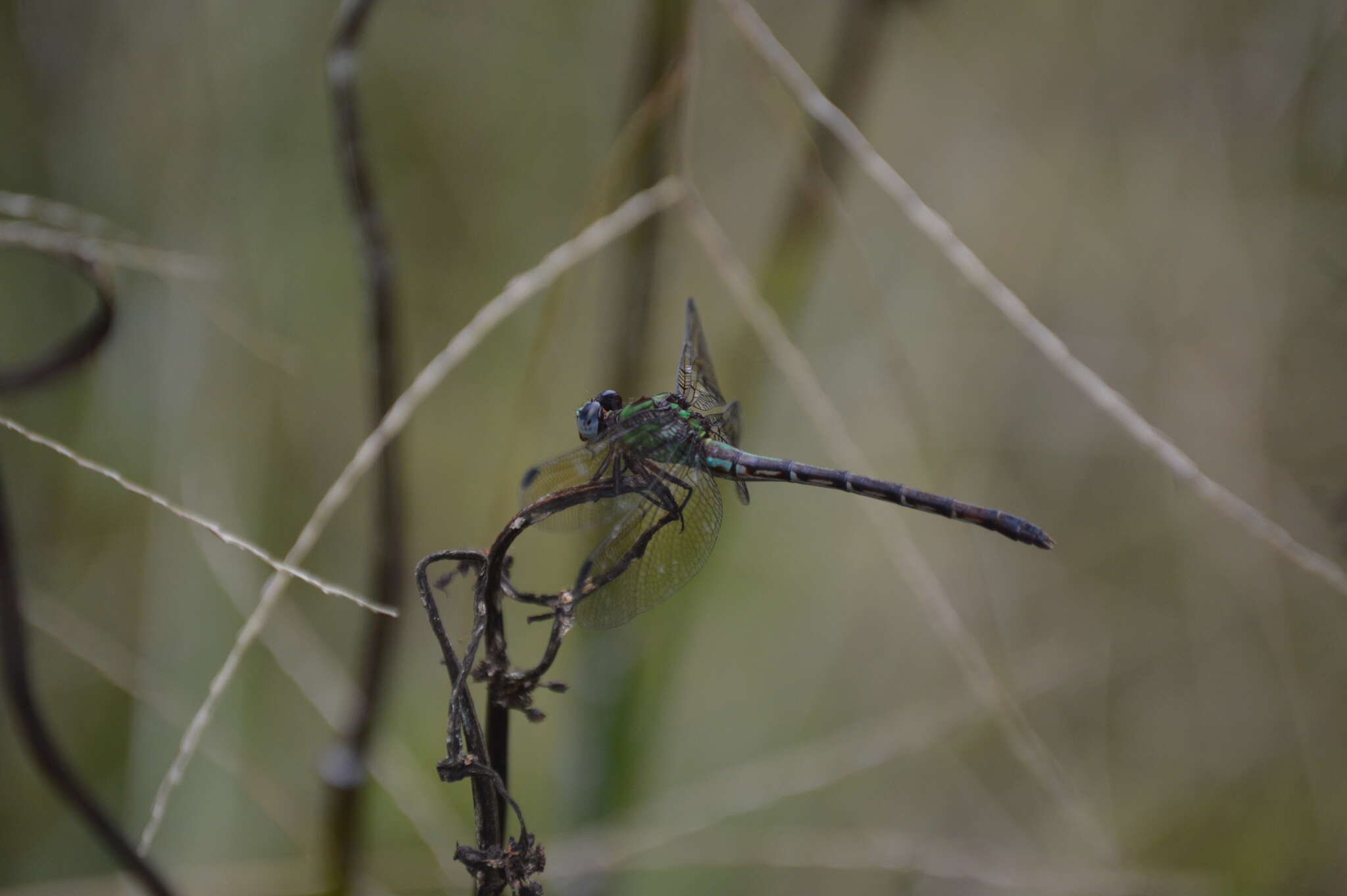 Imagem de Erpetogomphus viperinus Selys 1868