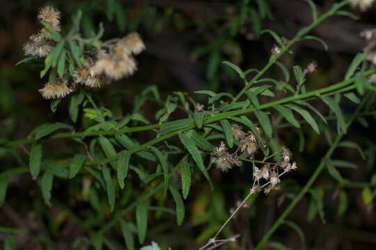 Image of Plummer's baccharis