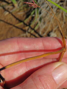 Image of Cyperus usitatus Burch.