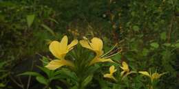 Image of porcupine flower