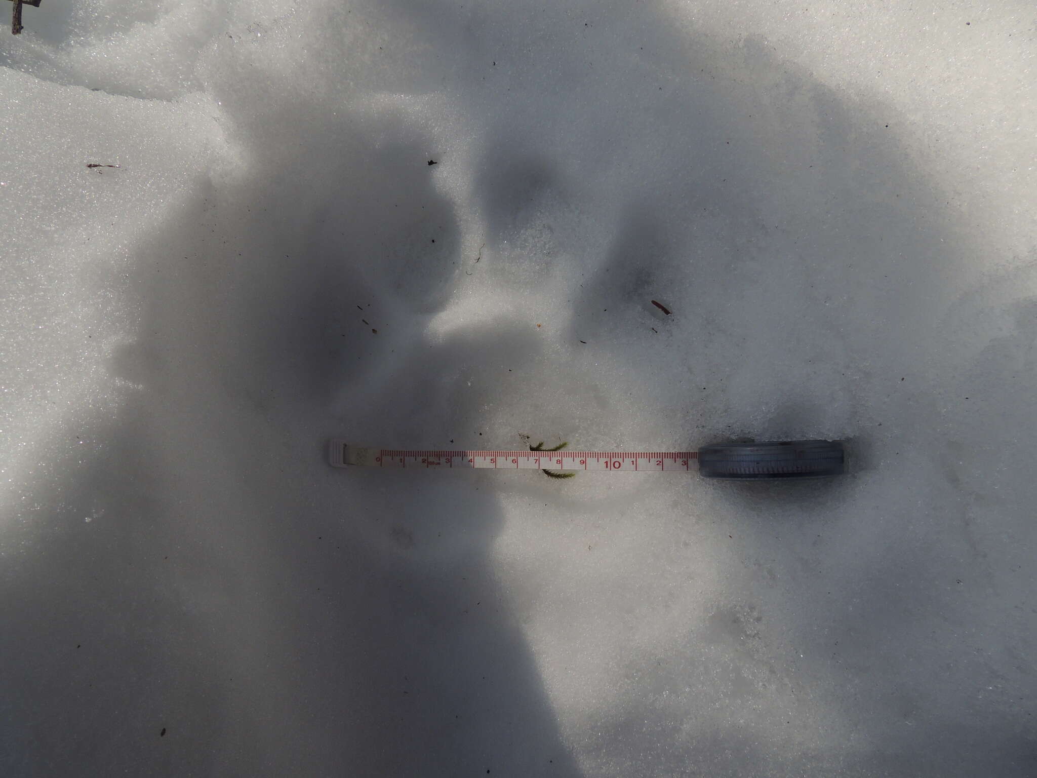 Image of Amur Tiger