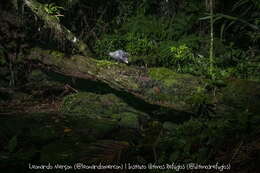 Image of Big-eared Opossum