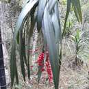 Imagem de Cordyline congesta (Sweet) Steud.