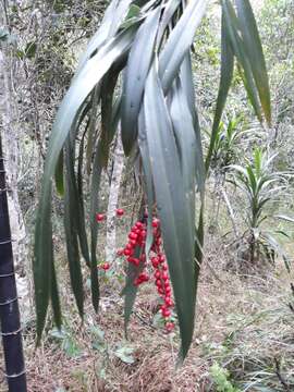 Image de Cordyline congesta (Sweet) Steud.