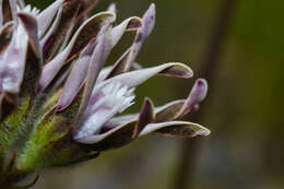 Image of <i>Oxypetalum marchesii</i>