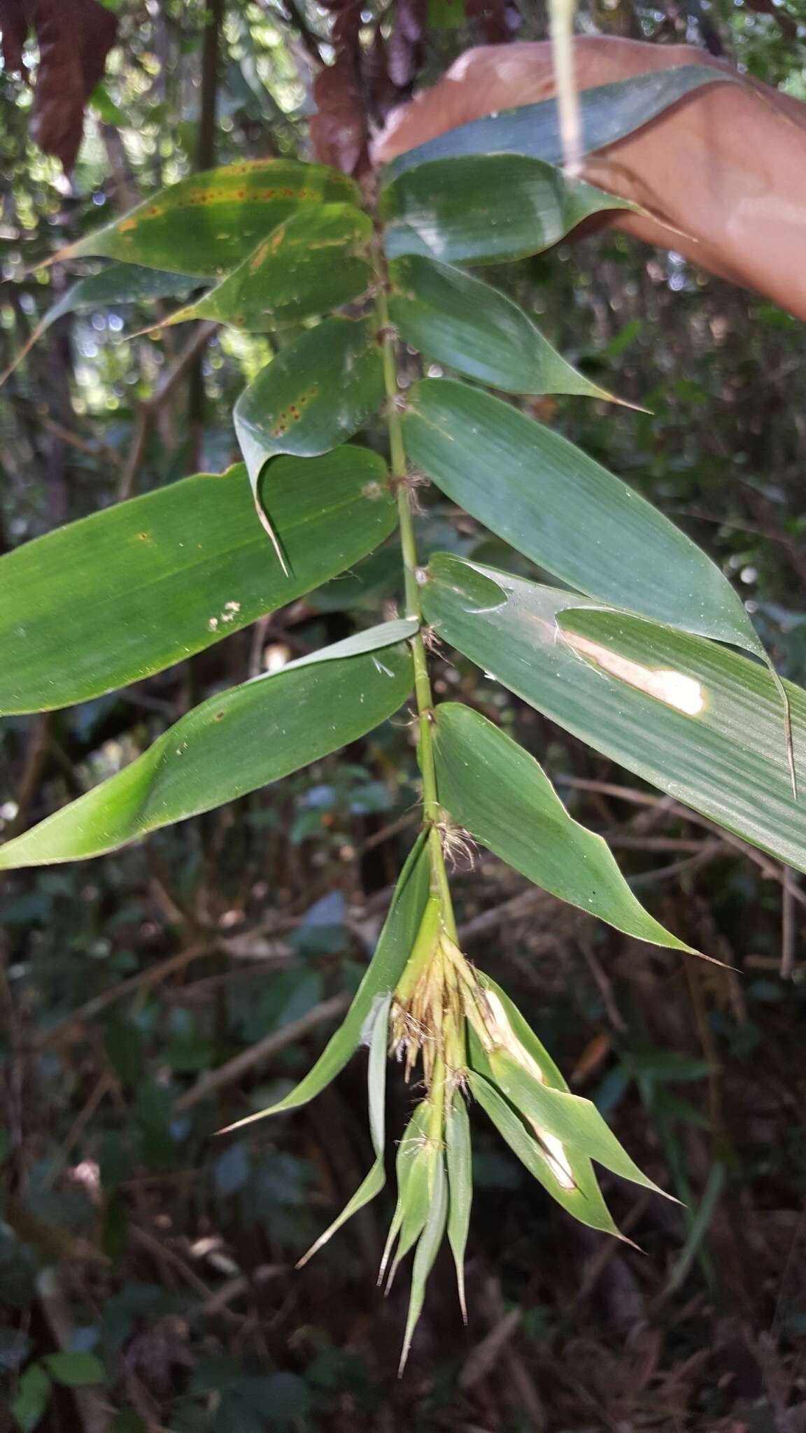 صورة Cathariostachys madagascariensis (A. Camus) S. Dransf.