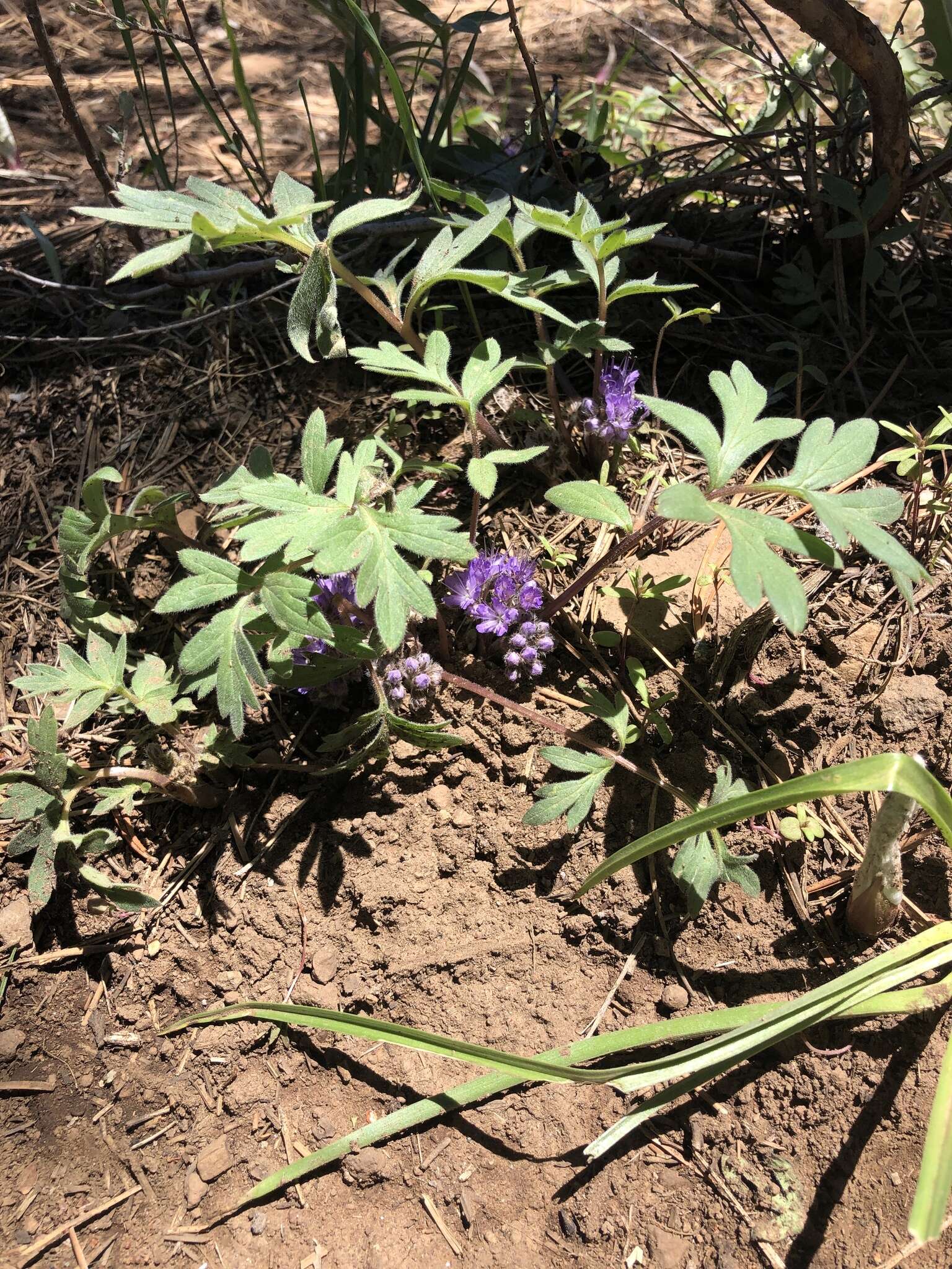 Image of <i>Hydrophyllum alpestre</i>