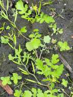 Image of Southern Marsh Yellowcress