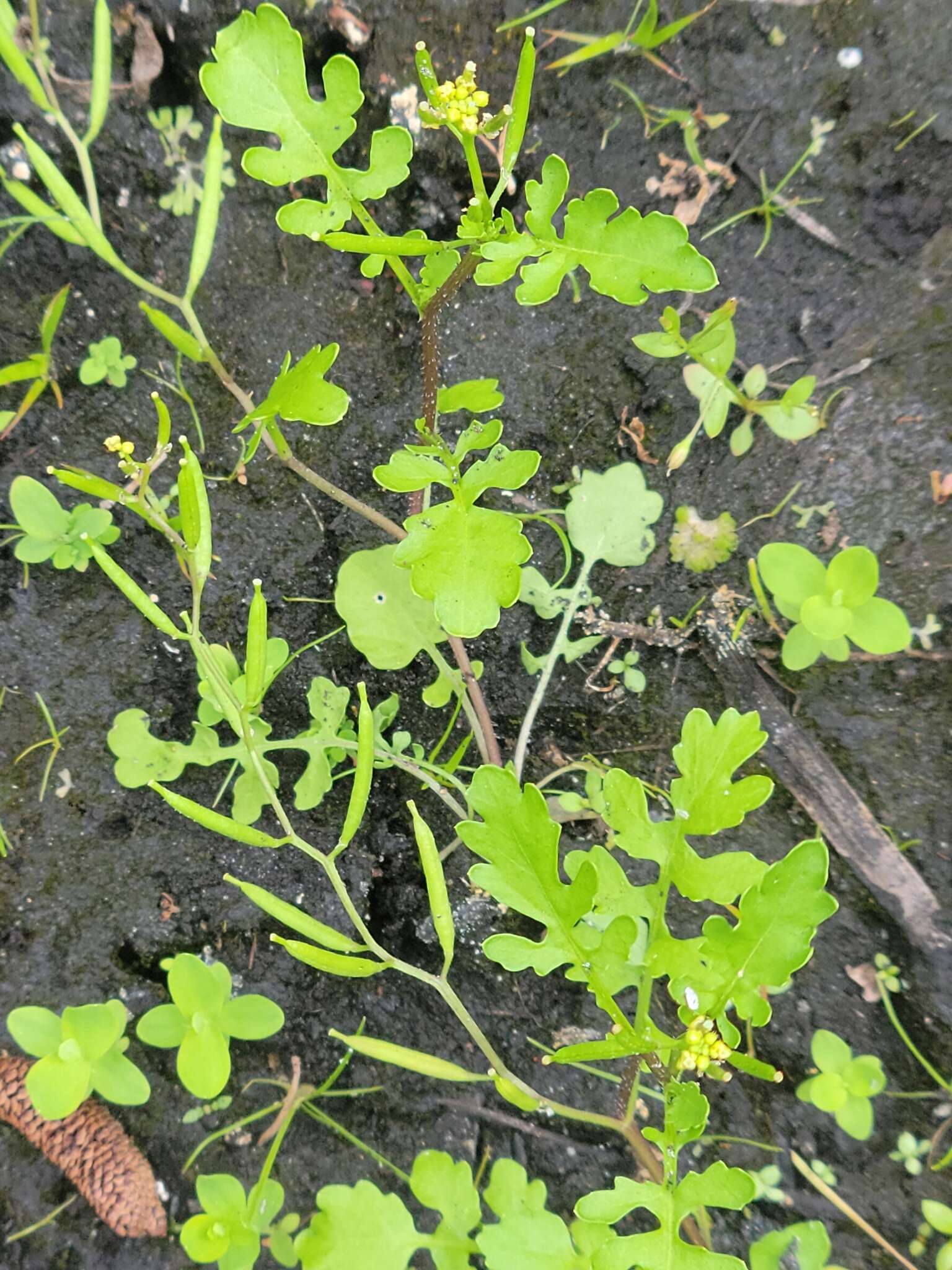 Image of Southern Marsh Yellowcress