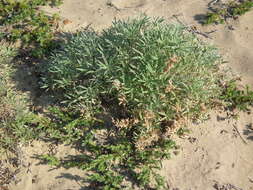 Image of Yukon lupine