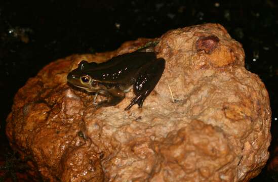 Image of Bell Frog