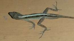 Image of Anolis macrophallus Werner 1917