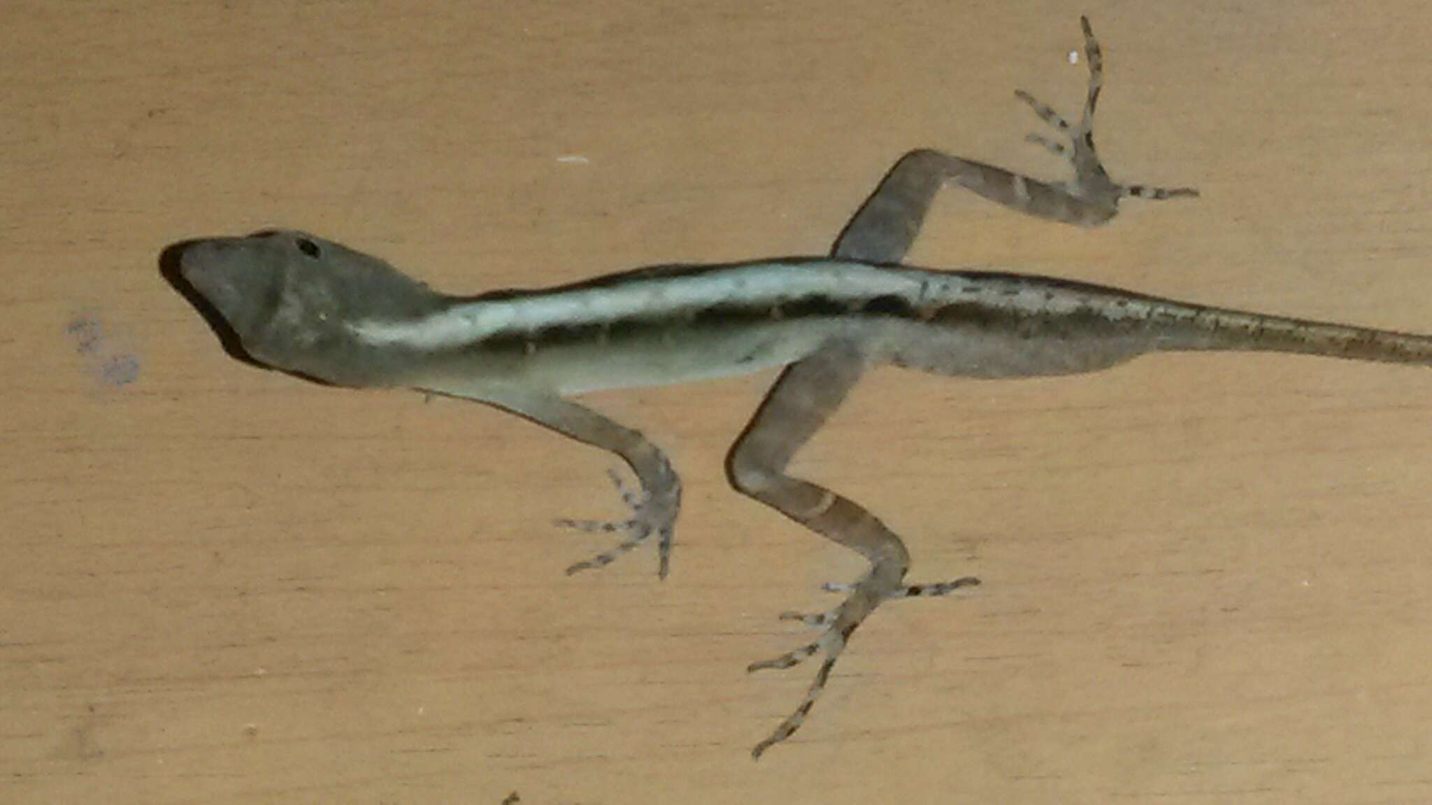 Image of Anolis macrophallus Werner 1917