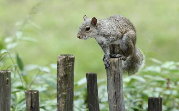 Image of Sciurus carolinensis extimus Bangs 1896