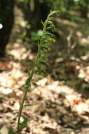 Image of Small-leaved Helleborine