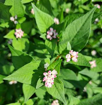 Imagem de Persicaria thunbergii (Sieb. & Zucc.) H. Gross