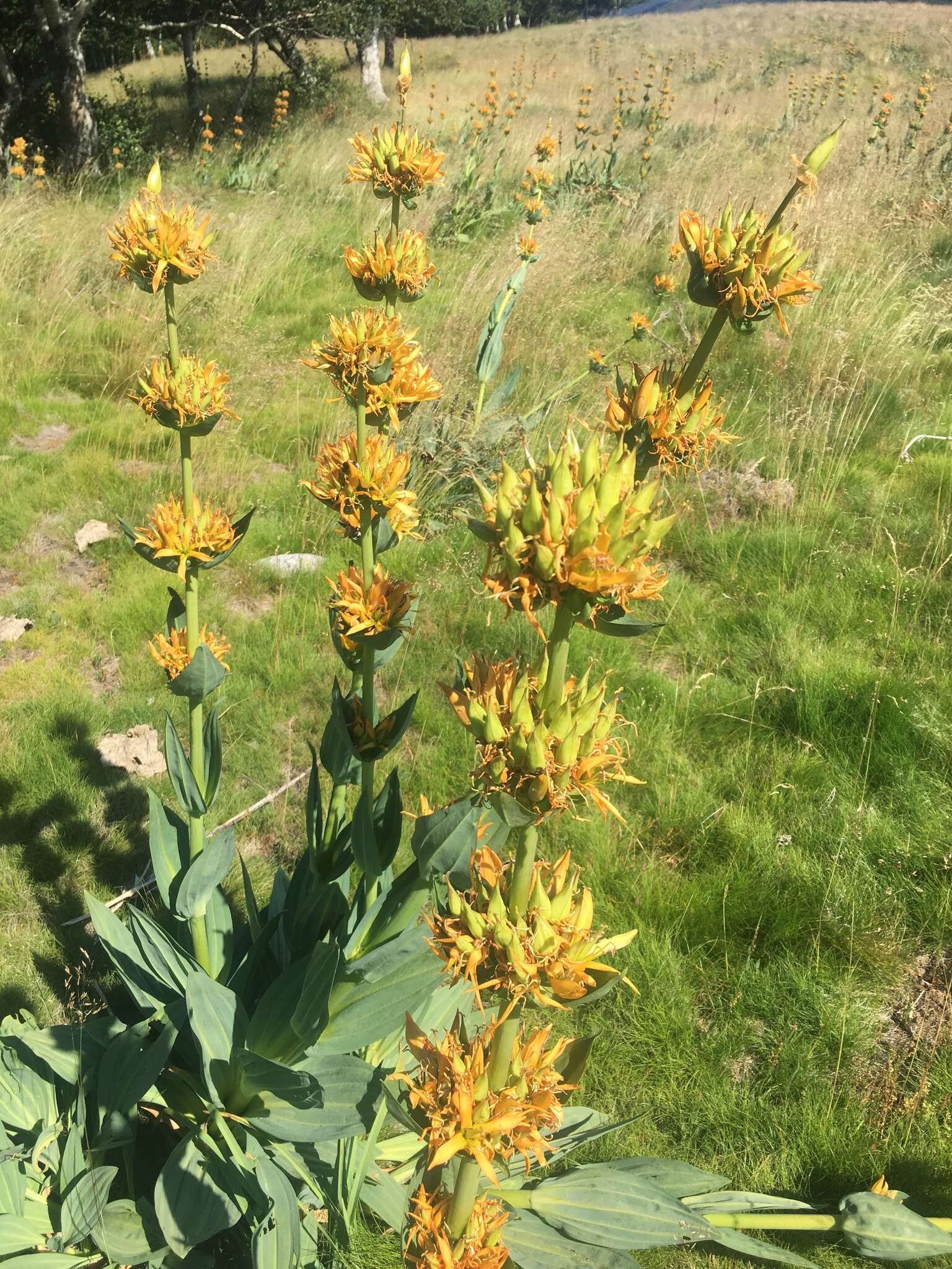 Image of Gentiana lutea subsp. aurantiaca M. Laínz