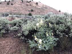 Image of curvepod milkvetch