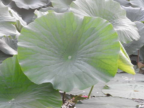 Image of sacred lotus