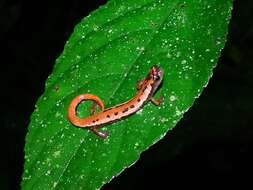 Image of Black-and-Gold Salamander