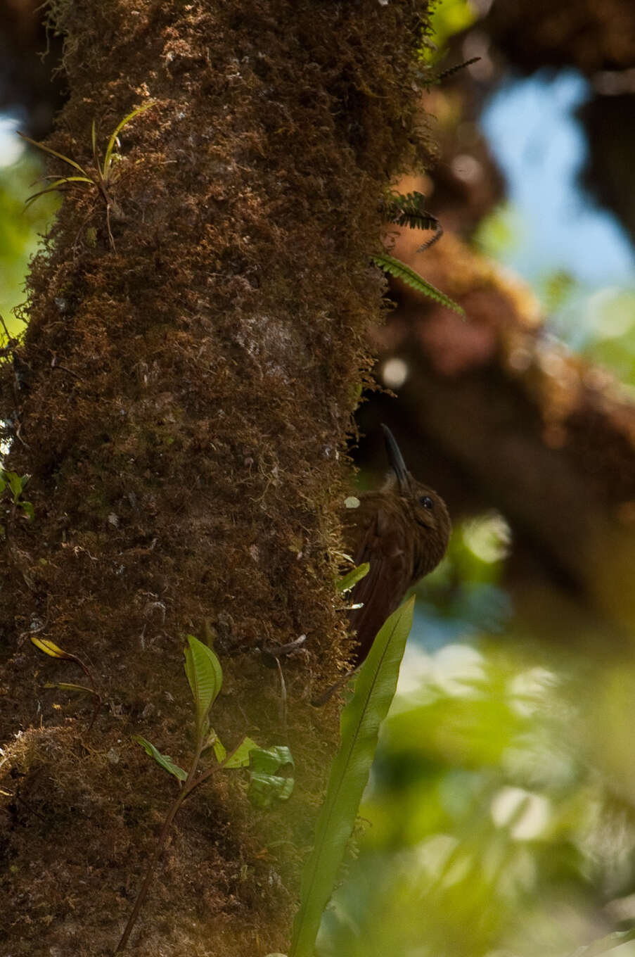 Image of Tyrannine Woodcreeper