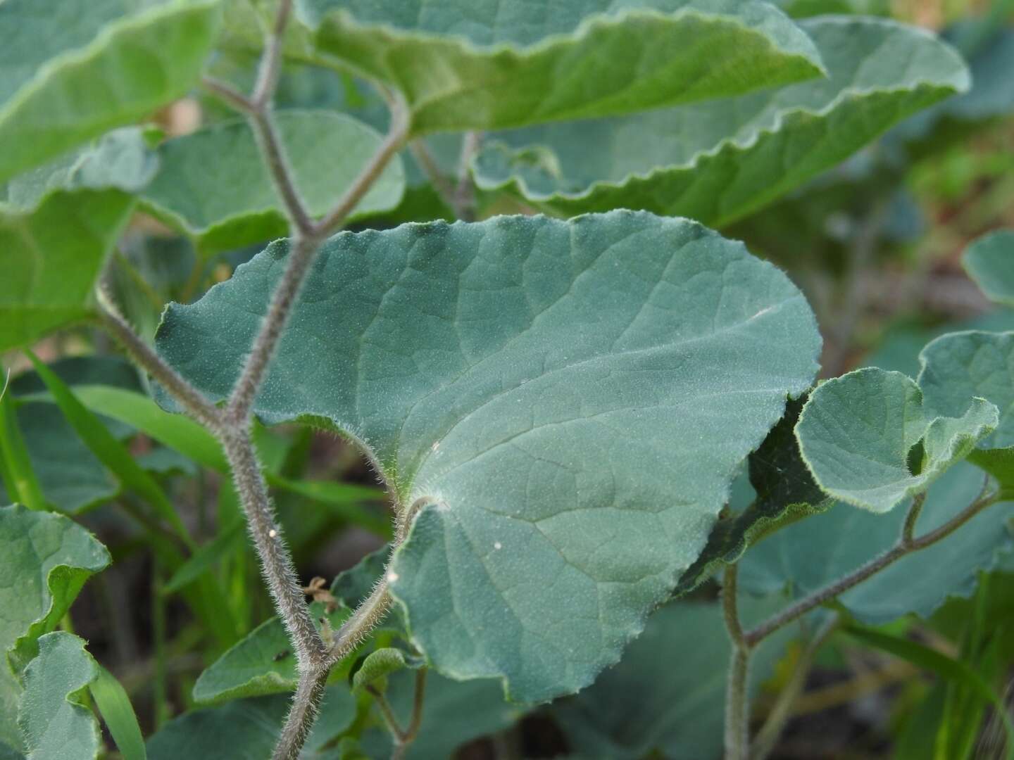 Image of Aristolochia cretica Lam.