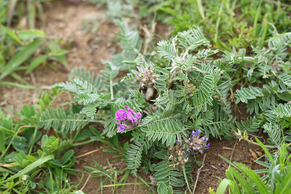 Image of Oxytropis ruthenica Vassilcz.