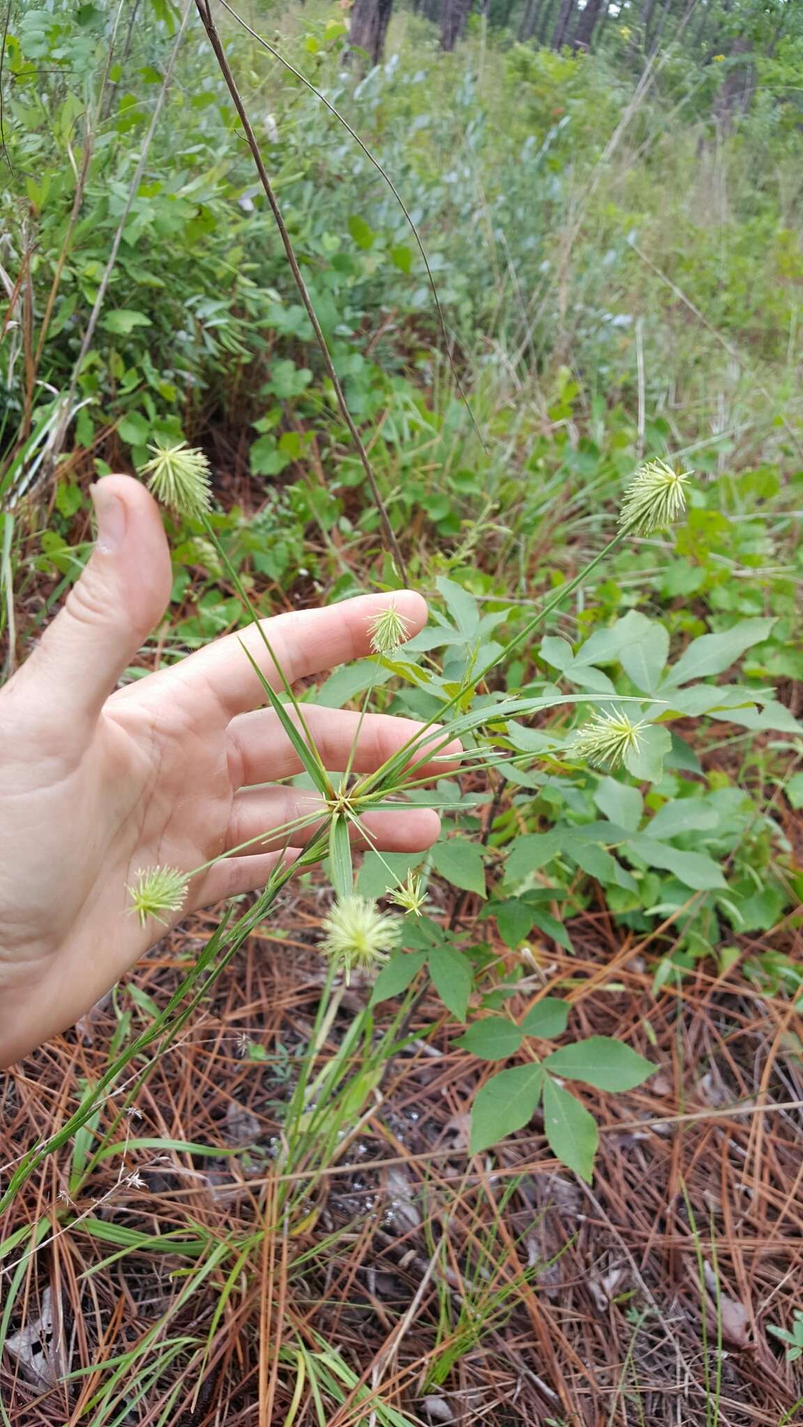 Image of Plukenet's flatsedge