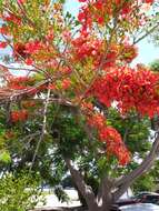 Image of Delonix regia (Bojer ex Hook.) Raf.