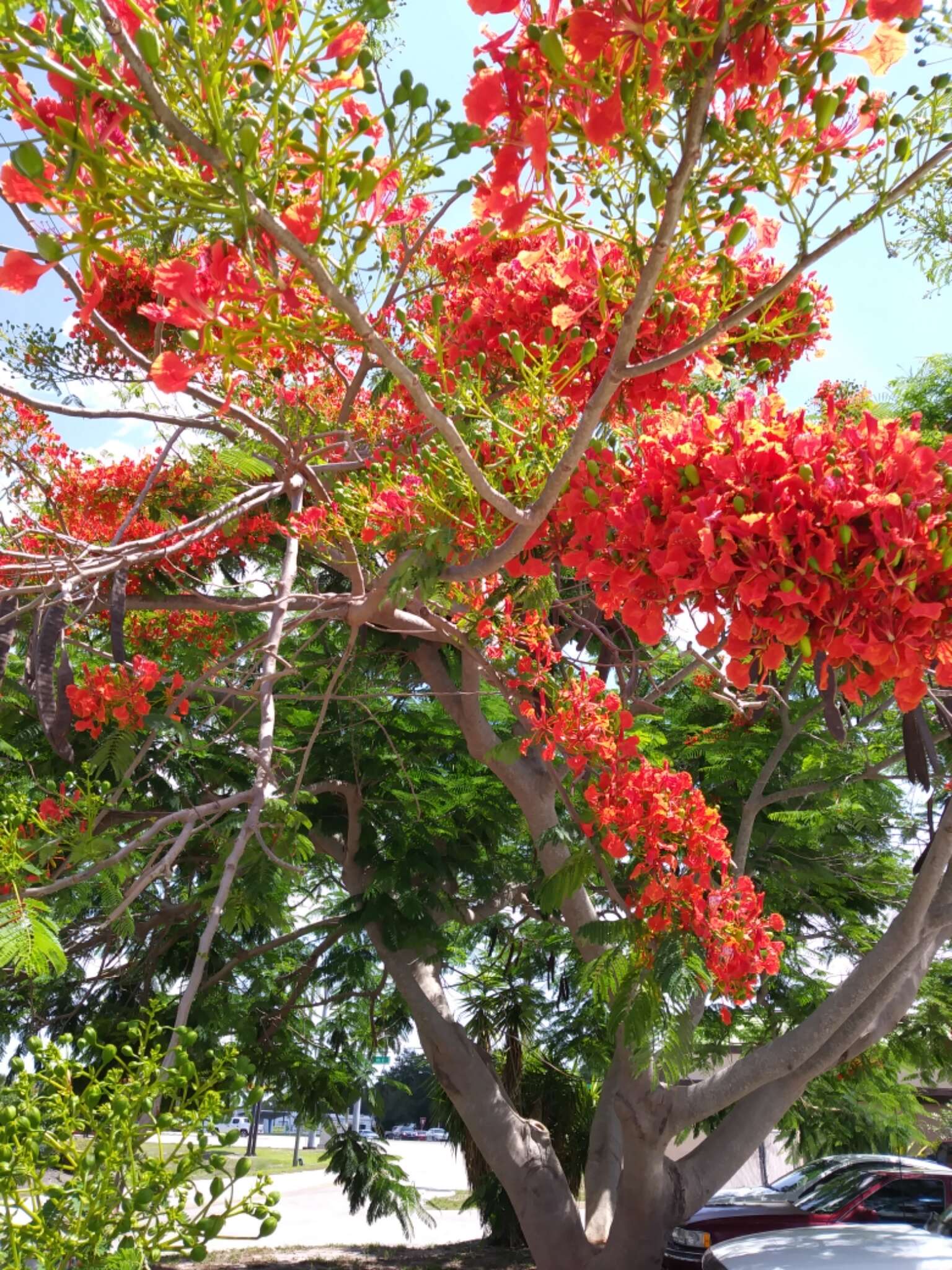 Image of Delonix regia (Bojer ex Hook.) Raf.