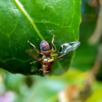 Слика од Bactrocera tryoni (Froggatt 1897)