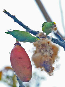 Image of Tui Parakeet