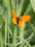 Image of Lycaena dispar rutilus (Werneburg 1864)