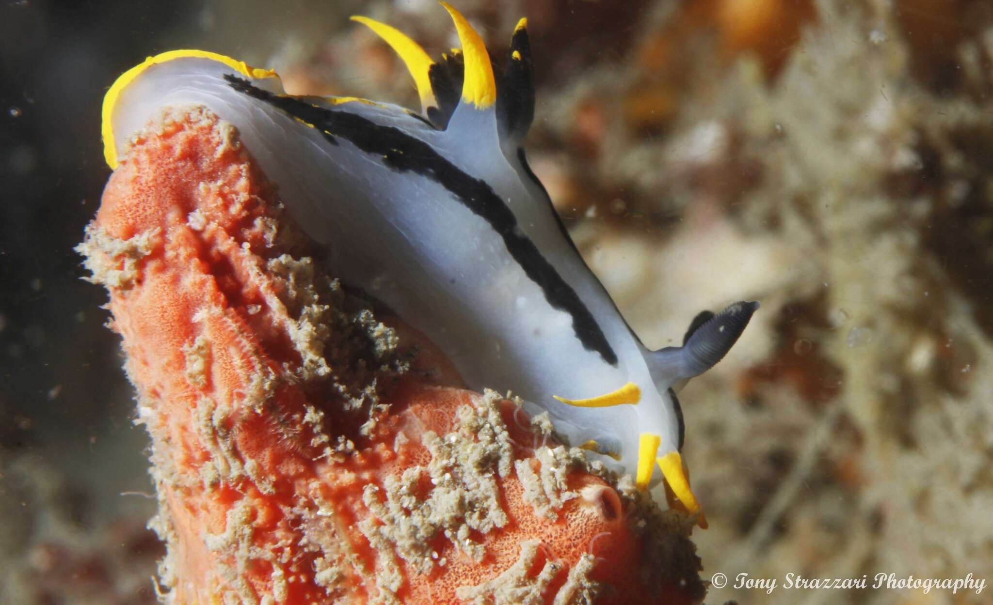 Image of Crowned nudibranch