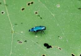 Agrilus acutus (Thunberg 1787) resmi