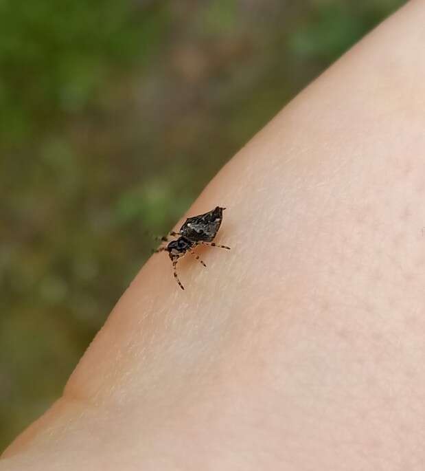 Image of Trashline orbweaver