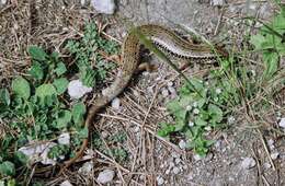 Image of Ocellated Bronze Skink