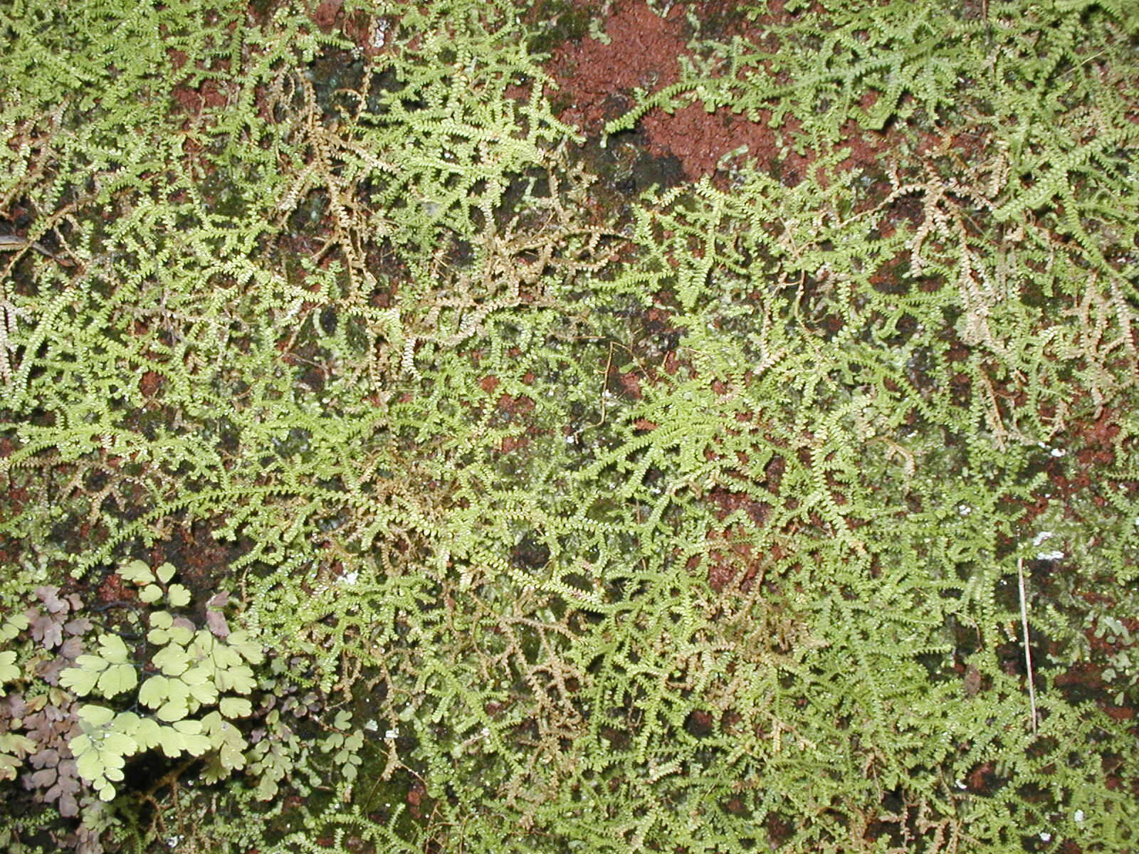 Image of Toothed-leaved Clubmoss