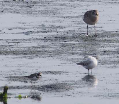 Image of Semipalmated Plover