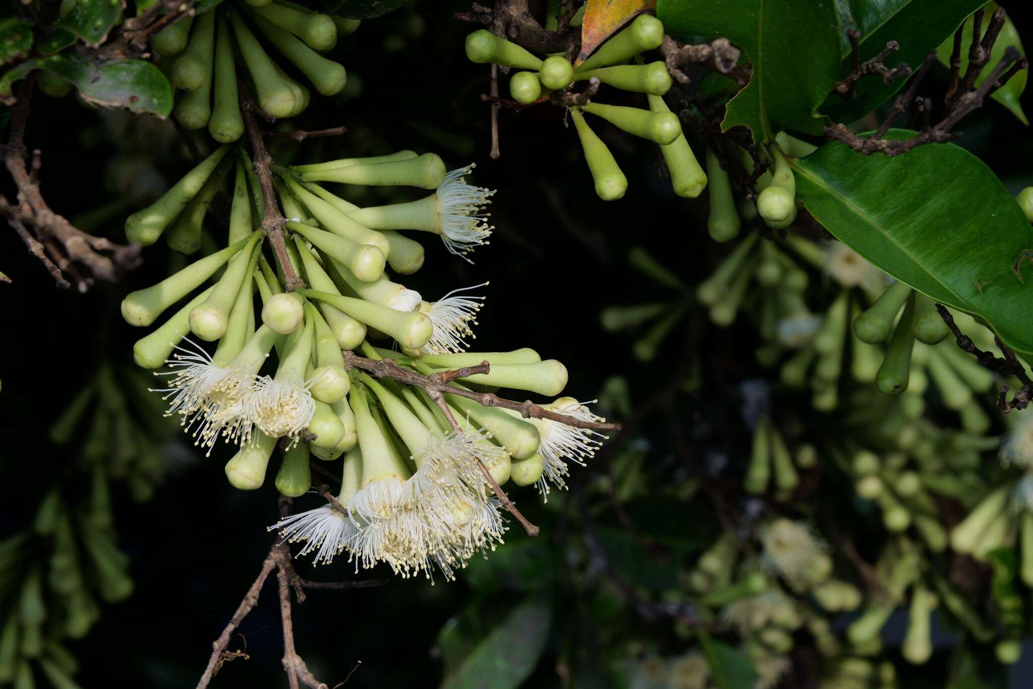 Image de Syzygium taiwanicum Chang & Miau