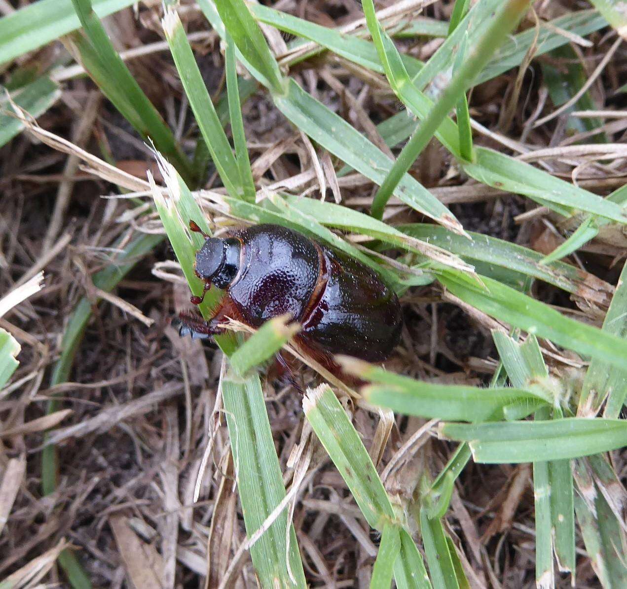 Слика од Temnorhynchus (Temnorhynchus) retusus (Fabricius 1781)