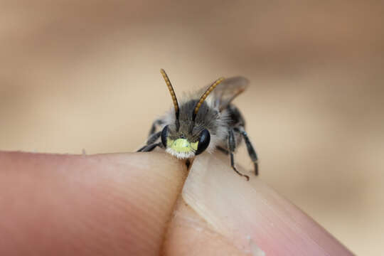 Image of Andrena wellesleyana Robertson 1897