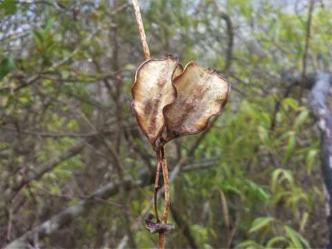 Sivun Dioscorea pteropoda Boivin ex H. Perrier kuva