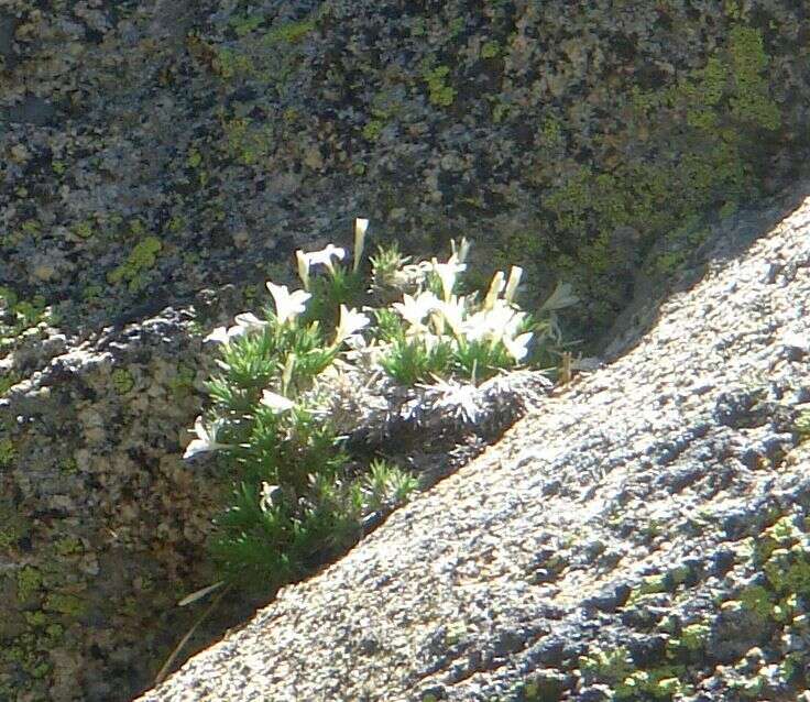 Image of San Jacinto prickly phlox