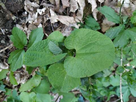 Image of Aristolochia steupii Woronow