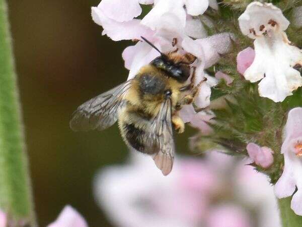 Imagem de Anthophora furcata (Panzer 1798)