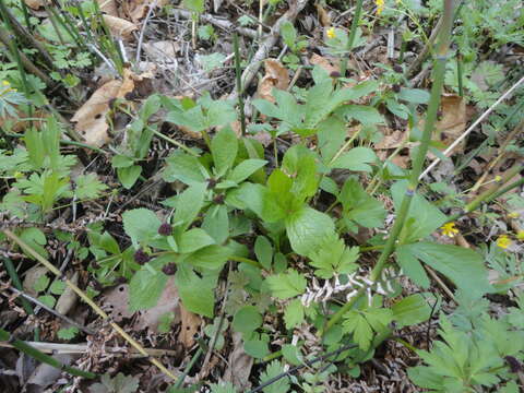 Image of Sanicula rubriflora F. Schmidt